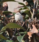 passerotto