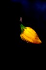 fiore