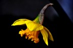 fiore 2