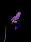 luce...spot