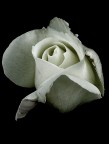 Una rosa