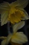 fiore 6