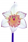 la mia primavera - 2