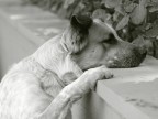 Un omaggio a un cane che ho adottato.. abbandonato quando era piccolissimo..