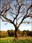 L'albero