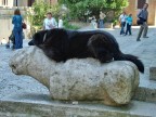 lupo maremmano che si riposa du di un leone  in pietra del 400" posto davanti la chiesa di S. Fortunato in Todi (PG)