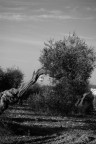 contro la gravit