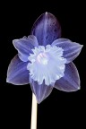 la mia primavera - 5