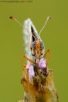 Ritratto di Melitaea Didyma