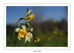 contraposte