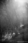 white light