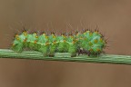 Saturnia pavoniella