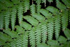 la pianta simbolo della Nuova Zelanda