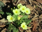 1giorno di primavera, buon risveglio a tutti