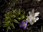 Dati di scatto:

Lunghezza focale: 11.2
F 9
tempo 1/400

attendo commenti
