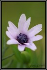 f 3.5 1\1250 sec iso 400 cavaletto, tamron 180 mm