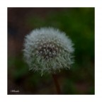 f/4.5; ISO 200; 1/125; tubi di prolunga Kenko
