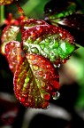 foglia rossa