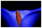 calla nel blu