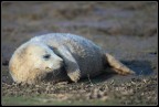 Piccolo di Foca