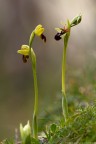 Ophrys panormitana con Ophrys fusca, sembra che chiacchierino tra di loro
Modello fotocamera	Canon EOS 50D
Data/ora scatto	07/03/2011 16.54.00
Tv (Velocit otturatore)	1/50
Av (Valore diaframma)	5.0
Velocit ISO	100
Dimensione immagine	667x1000

Spero vi piaccia 
graditissimi commenti e critiche