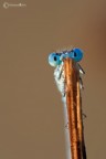 Damigella timida
