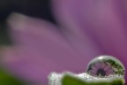 drop