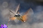 In Volo
