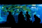 Silhouette di famiglia al Sea Life Aquarium, Londra.

Canon EOS 400D EF 24-85mm
ISO 1600, f/3,5, 1/90 sec
Handheld