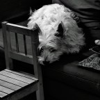 Cane sul divano