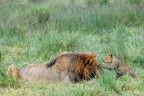 Tenero... Come un leone