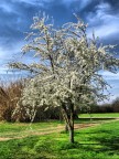 primavera