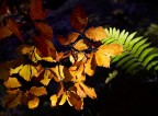 contrasti della natura