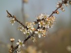 Inizio primavera