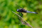 Libellula fulva