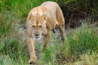 Leonessa - Ndutu Tanzania