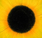 Sole nero