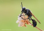Isodontia