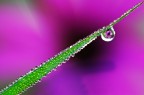 Tantissimi micro gioielli