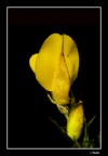 Canon 50D
Sigma 180 mm. macro + flash
F: 18 - 1/200 ISO 125
