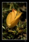 Canon 50D
Sigma 180 mm. macro + flash
F: 18 - 1/200 ISO 125