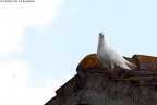 Mentre provavo il nuovo 70-300mm sul balcone di casa mi vedo arrivare questo megnifico volatile che si  posato sul tetto dei vicini...

Critiche e suggerimenti sempre ben accetti !
