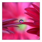 Riflessa