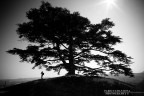 one man, one tree, one shot.