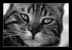 felino casalingo