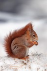 Scoiattolo Rosso