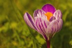 Crocus