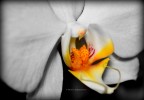 Dettaglio Orchidea