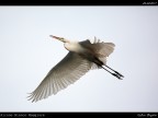 Airone Bianco Maggiore # 4