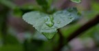 Ciao a tutti, vi propongo il mio primo scatto di un foglia che ho fatto in giardino. Sto seguendo un corso di fotografia, e dovremo fare una mostra sul tema dell'acqua, ditemi se ho centrato l'obiettivo e cosa ne pensate.

Se vi astenete dal commentare, aumentate il mio stato d'ansia.

Grazie.